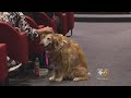 West Suburban Residents Fight To Ban Sale Of Dogs From Puppy Mills West Suburban Residents Fight To Ban Sale Of Dogs From Puppy Mills
