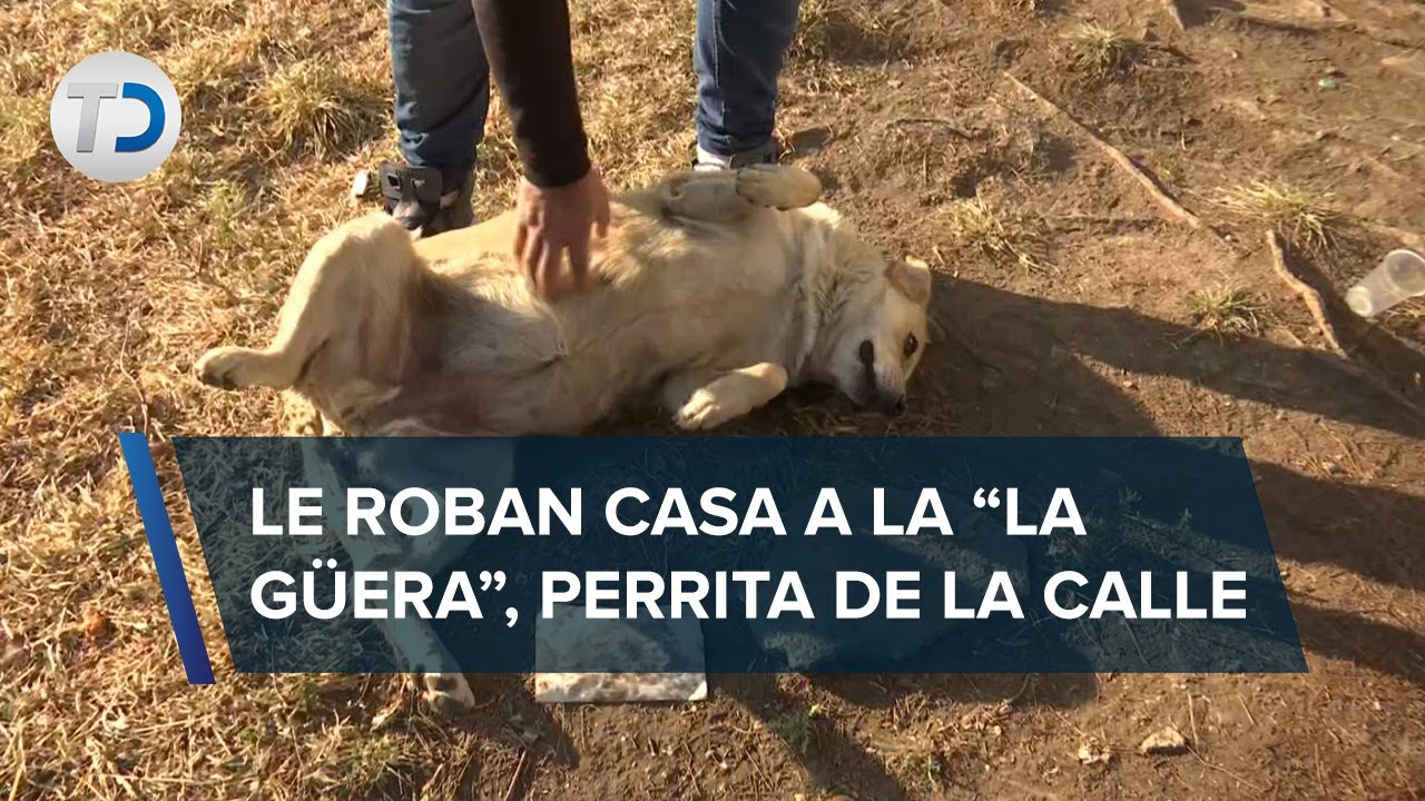 Roban por tercera vez casita a perrita en la GAM; vecinos piden ayuda para comprar una nueva