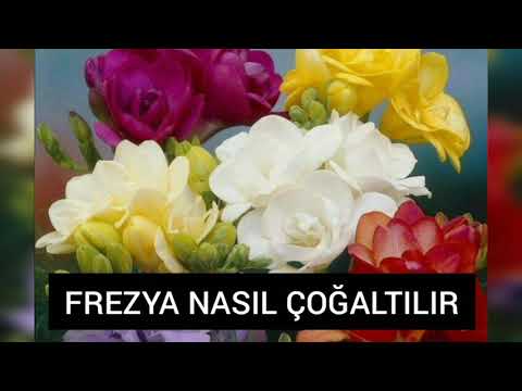 Video: Frezya Tohum Yayılımı