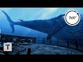 The blu whale encounter  3d 360 vr