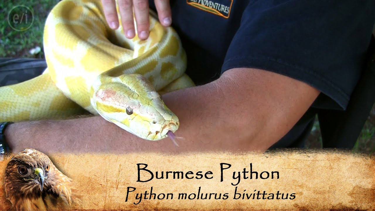 family friendly resorts Bertha The Burmese Is Back!