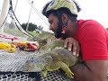 NET-TRAPPING IGUANAS For IGUANA BURGERS