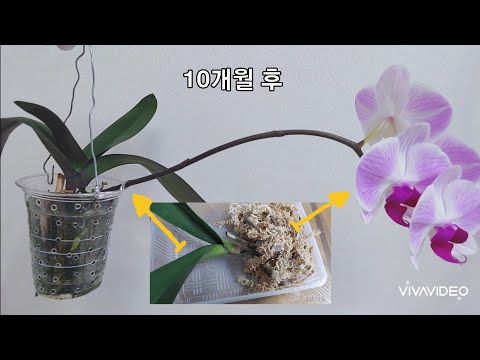 Vídeo: L’orquídia Phalaenopsis és Una Flor Per Als Mandrosos?