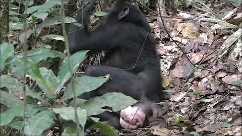 Como ocorre o acasalamento humano?