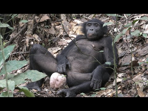 Wideo: Różnica Między Szympansami A Bonobo