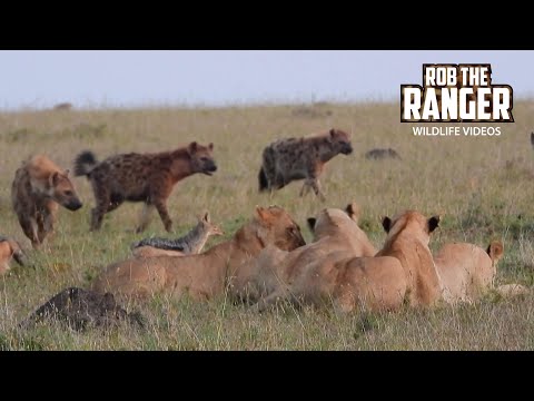 Feeding Lion Pride Harassed By Hyena Clan | Maasai Mara Safari | Zebra Plains @robtheranger