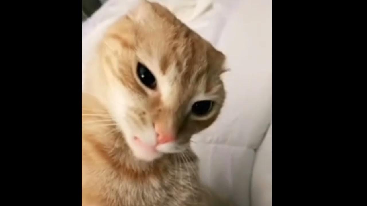 You're scaring me cat YouTube