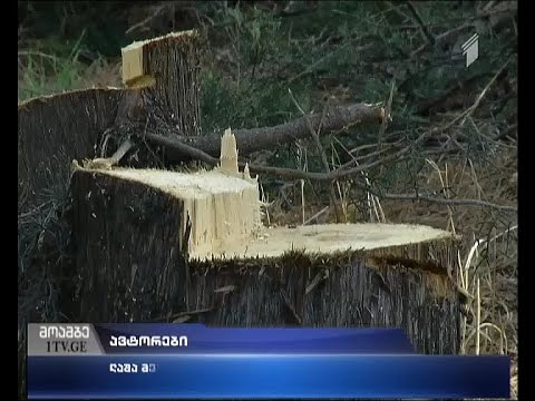 საგზაო მშენებლობა თბილისში - რას აპროტესტებენ გარემოსდამცველები