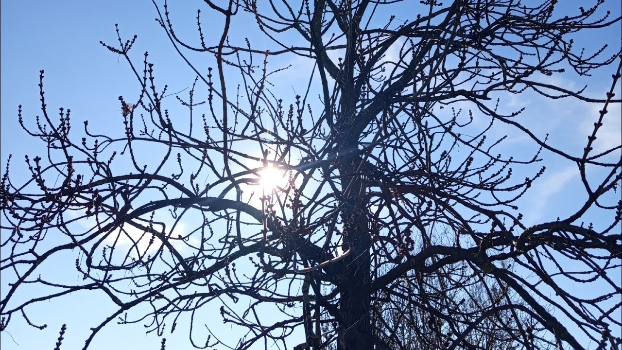 Toro Luna nuova in ♒ (dal 17 febbraio al 19 marzo)