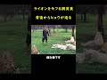 肉布団天国で楽しむ飼育員の背後からヒョウが迫って来たが、懸命に守ろうとする〇〇がいた！
