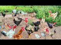 🔴 Minha rotina de sábado com a criação de galinhas caipira no interior 😯🐓🐔😱🤠🏡