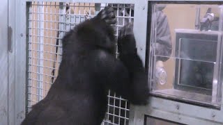 ゲンタロウが飼育員さん達の話に耳を傾ける【京都市動物園】