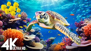 Under Red Sea 4K - Beautiful Coral Reef Fish in Aquarium, Sea Animals for Relaxation - 4K Video #30