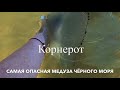 Что может омрачить отдых у моря?Ужалила медуза корнерот.