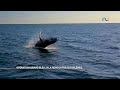 NCI REPORTAGES | Opération grand bleu : à la rencontre des baleines