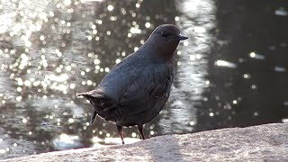 The Dance of the American Dipper | Cute Bird Bobbing Up and Down and Dancing in the Sun by J Birds 1,802 views 3 years ago 1 minute, 21 seconds