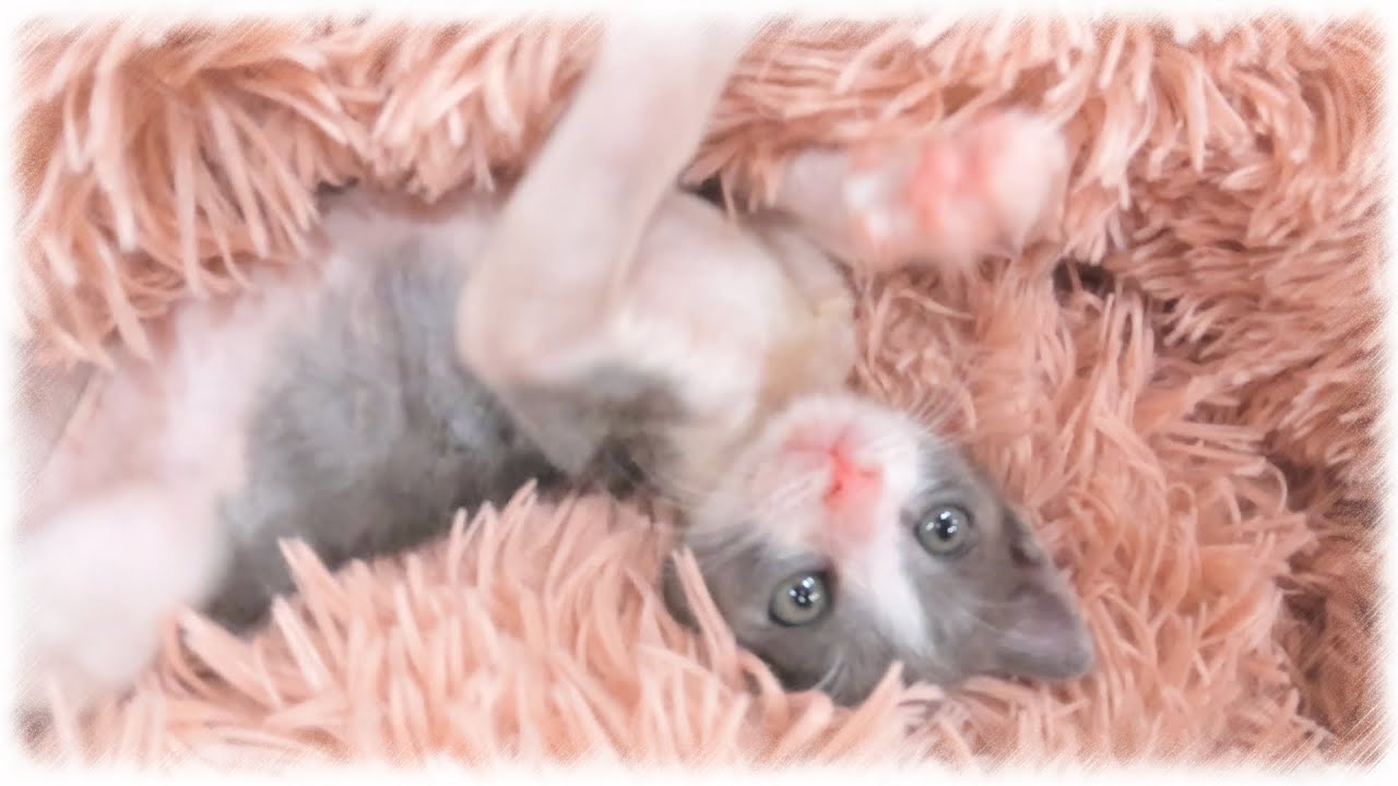 【保護した子猫】突然ですがお別れすることになりました