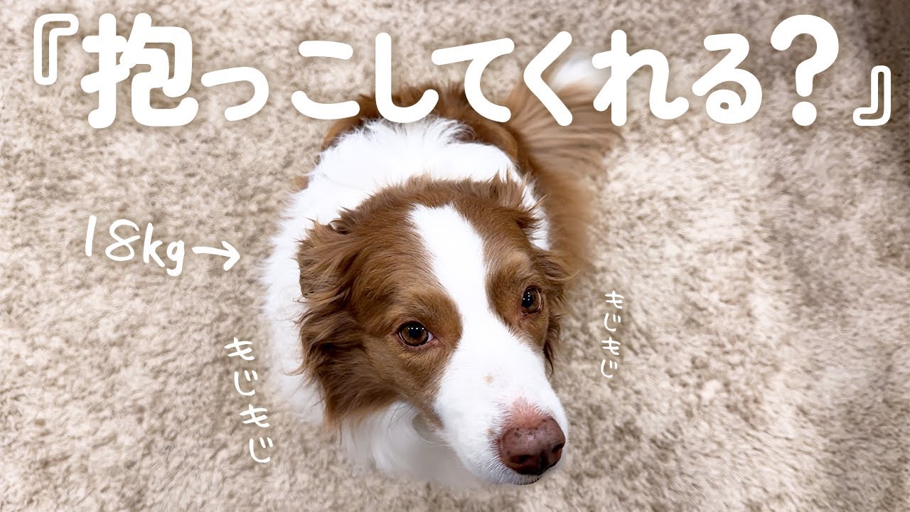 どうしても抱っこして欲しくてもじもじしてる犬が可愛すぎる🥺❤【ボーダーコリー・オーストラリアンシェパード】