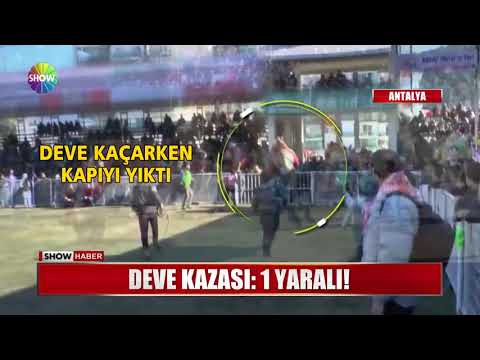 Deve kazası: 1 yaralı!