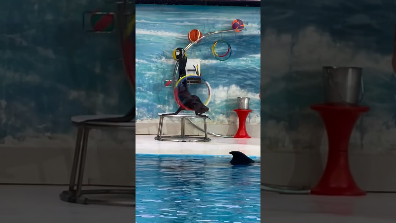 Seal Fish Playing with Ring in Dubai Dolphinarium