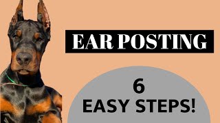 Doberman Ear Posting - 6 EASY STEPS