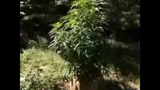 Advanced Nutrients Grown - Medical Marijuana Outdoor Garden...Early July flowers..