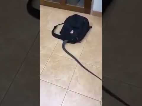 snake
