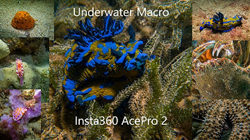 How to use the Insta360 AcePro2 to take great underwater macro