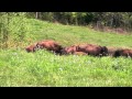 Buffalo Nickel Ranch--Kentucky Bison--Grass Fed, Lean, Tasty