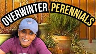How To Overwinter Potted Perennials