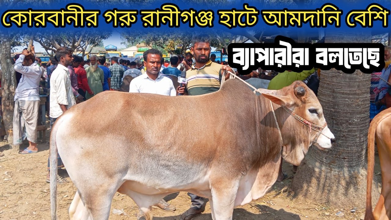 ২৩/২/২৬| শাহিওয়াল জাতের ২৬ কুরবানী ঈদের গরু রানীগঞ্জ হাটে আজ কেমন দামে বেচাকেনা হচ্ছে দেখেন!