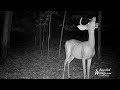 September 2018 Trail Camera Highlights. Left the creek and went to high ground in the woods.