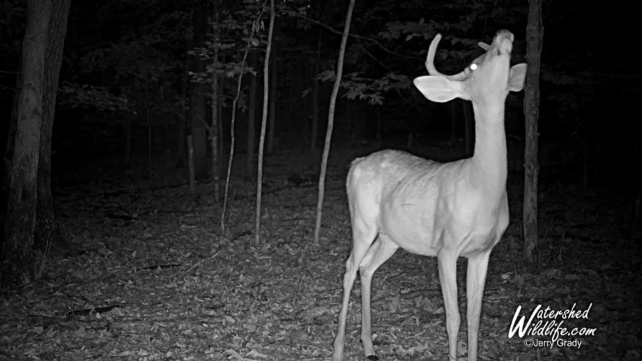 nature photography quotes September 2018 Trail Camera Highlights. Left the creek and went to high ground in the woods.
