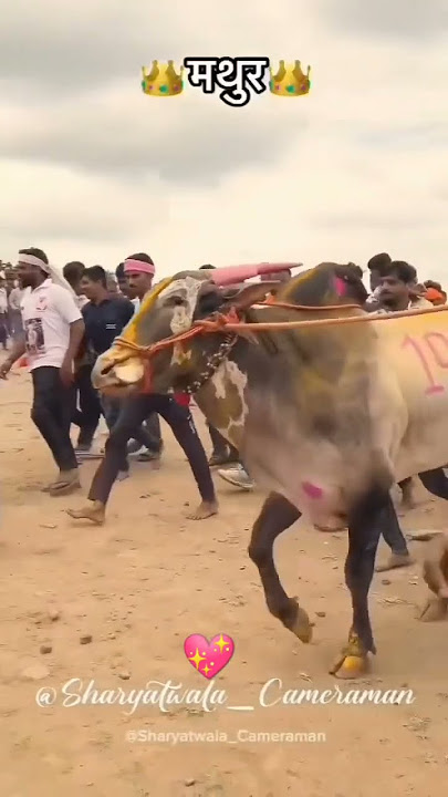 #matur @_Rahuldadapatil1001 #naadekachbailgadasharyat 💖💖💥💥💪🏻