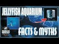 Jellyfish aquarium facts  myths