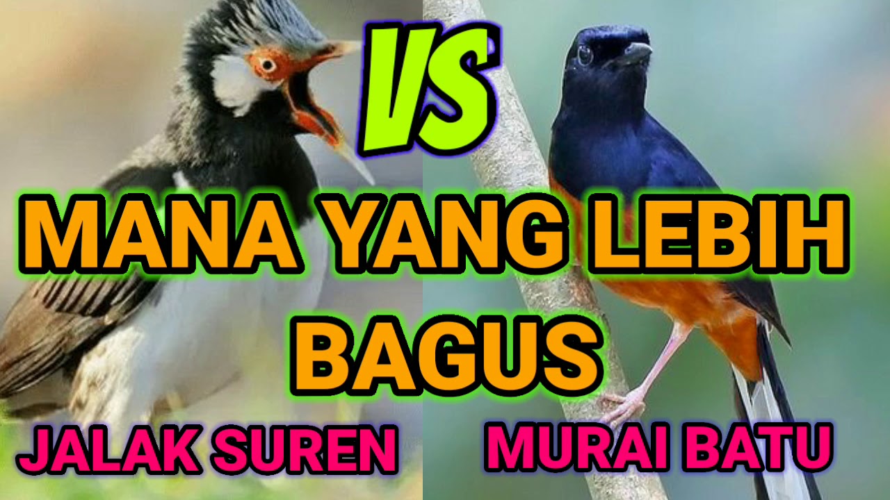 KICAU JALAK SUREN VS MURAI BATU MANA YANG PALING GACOR
