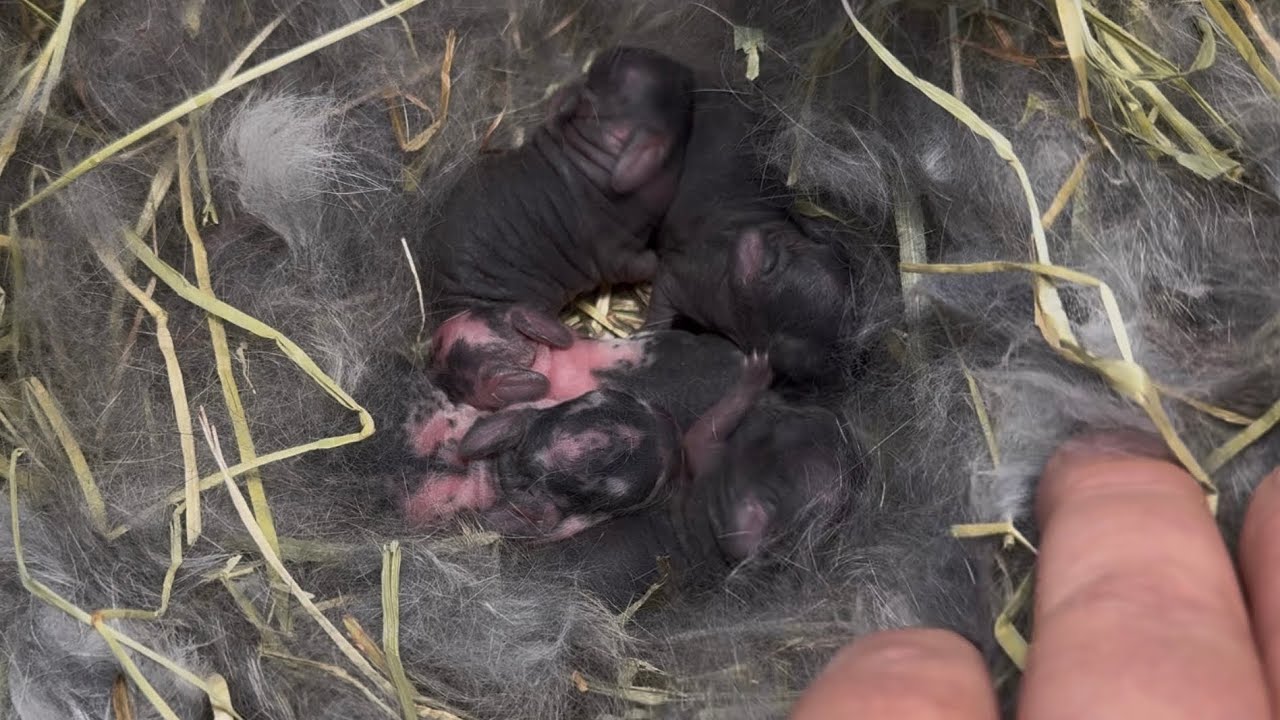 KimchiKat & Lucky Irishman Holland Lop Litter