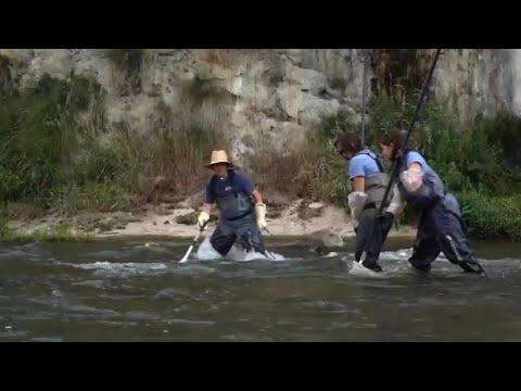 Vídeo: Plantes Per A Peixos