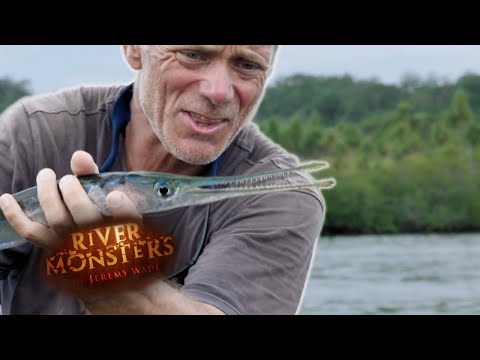 Catching Fish With Only A Spider Web & Kite, SPECIAL EPISODE!, River  Monsters, Have you ever tried to fish with no hook and no rod?  #RiverMonsters #JeremyWade #NeedleFish