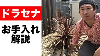 【ドラセナ】基本のお手入れ方法を紹介【剪定】