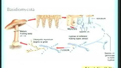 Lecture 40. Review of Biology 1B (Biology 1B, Fall 2010, UC Berkeley)
