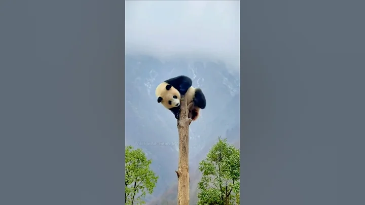 Why do pandas eat bamboo? #shorts thumbnail