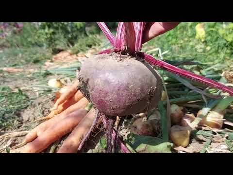 Video: Колраби өсүмдүктөрүнүн аралыгы: Бакчадагы колраби өсүмдүктөрүнүн аралыгы боюнча кеңештер