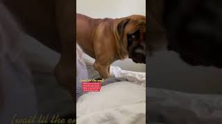 THIS is how my massive puppy wins fights #dog #dogs #cutedog #funnydogs #shorts