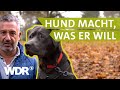 Von Missverständnissen zwischen Hund und Halter | Hunde verstehen S01/E04 | Tierratgeber | WDR