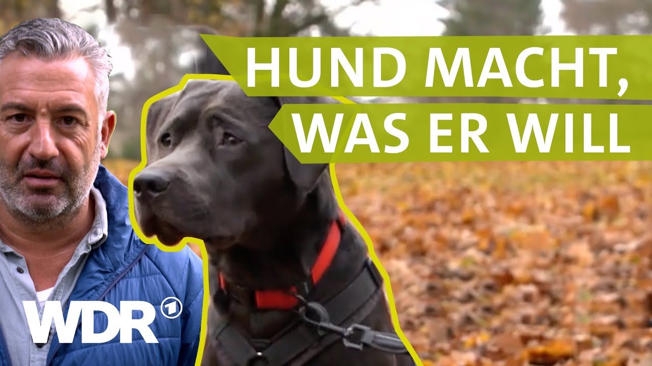 Die besten Hunde Videos 2021, Teil 2, Cute and Funny Dogs Videos.