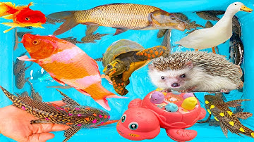 kem kem tivi ra bờ ao bắt được đàn cá chép, con nhím, cá chép, cá vàng, cá rô, cá dọn bể màu sắc