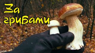 За грибами в оккупированный лес