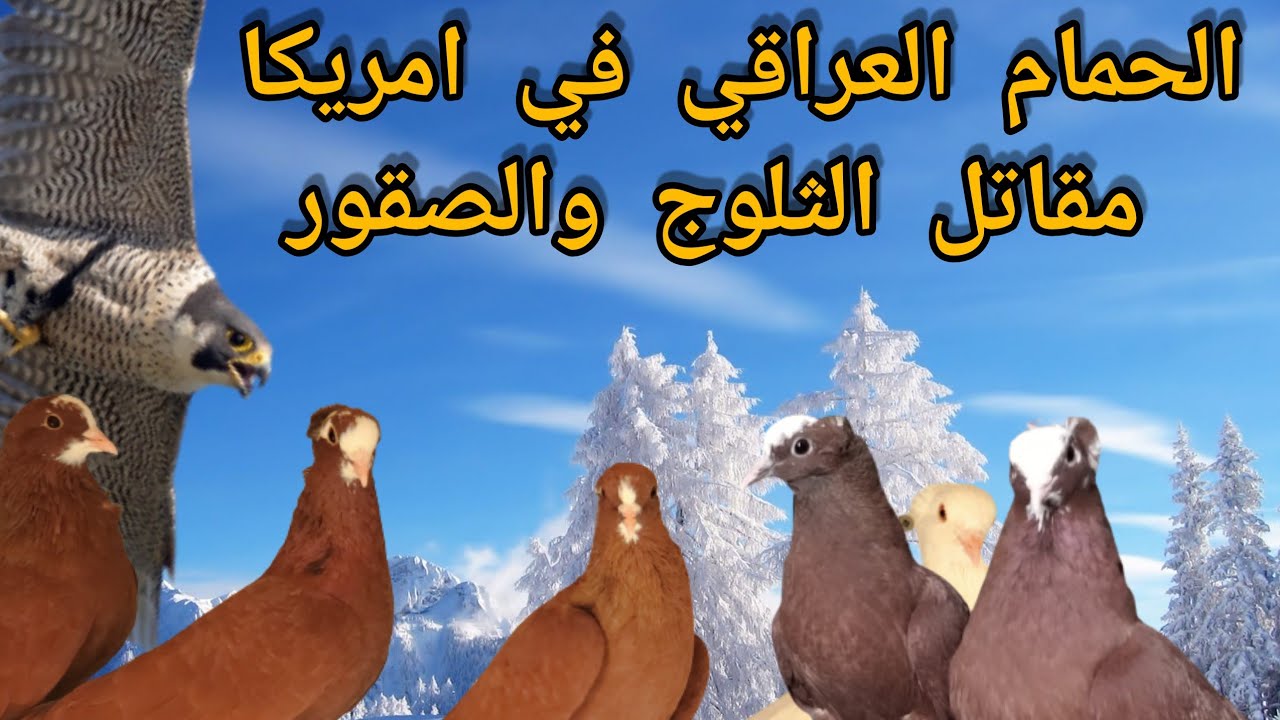 الحمام العراقي في امريكا مقاتل الثلوج والصقور