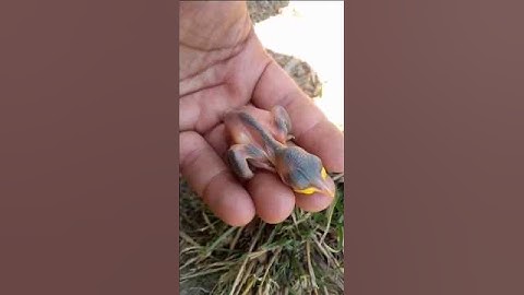 Mockingbird bird babies Hatching #Babybird #eggHatching#ChickHatching#birds#birdsounds #nature